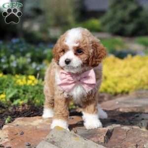 Bambi, Cavapoo Puppy
